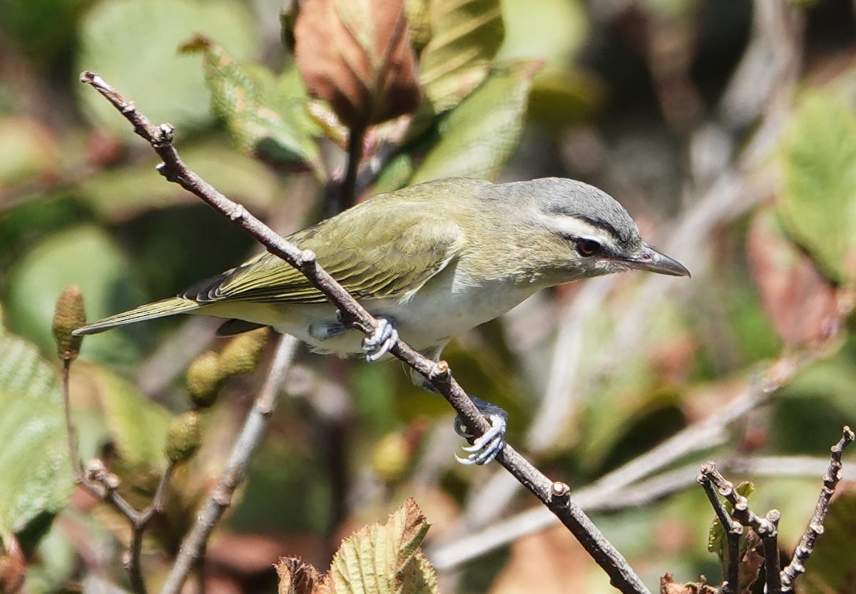 Red-eyed Vireo - ML624308764