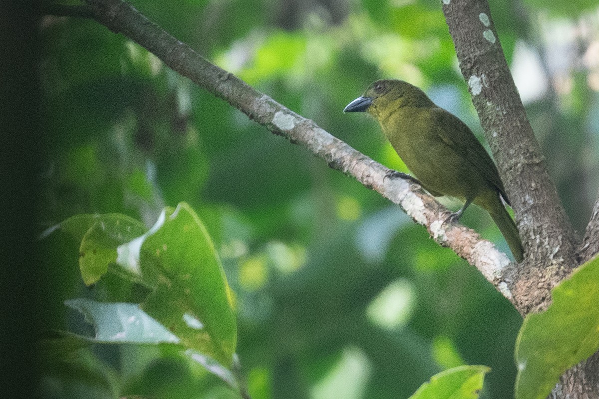 Yellow-lored Tanager - ML624308821