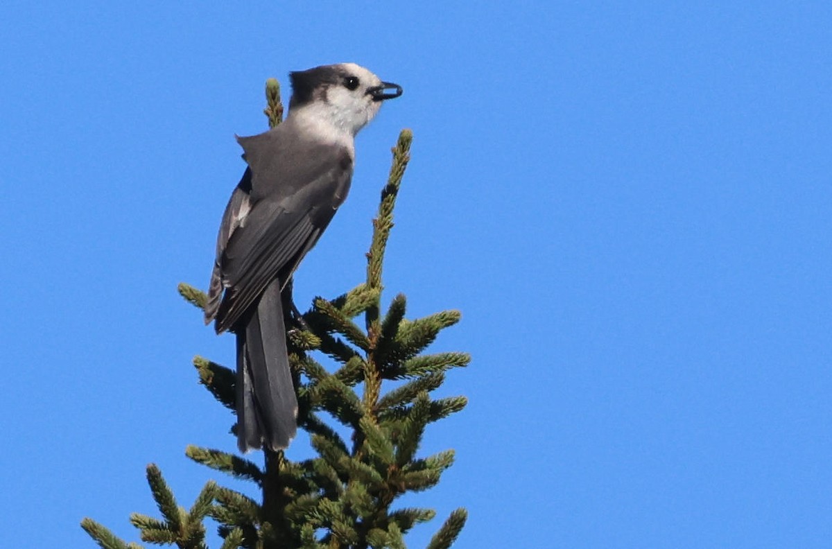 Canada Jay - ML624308881
