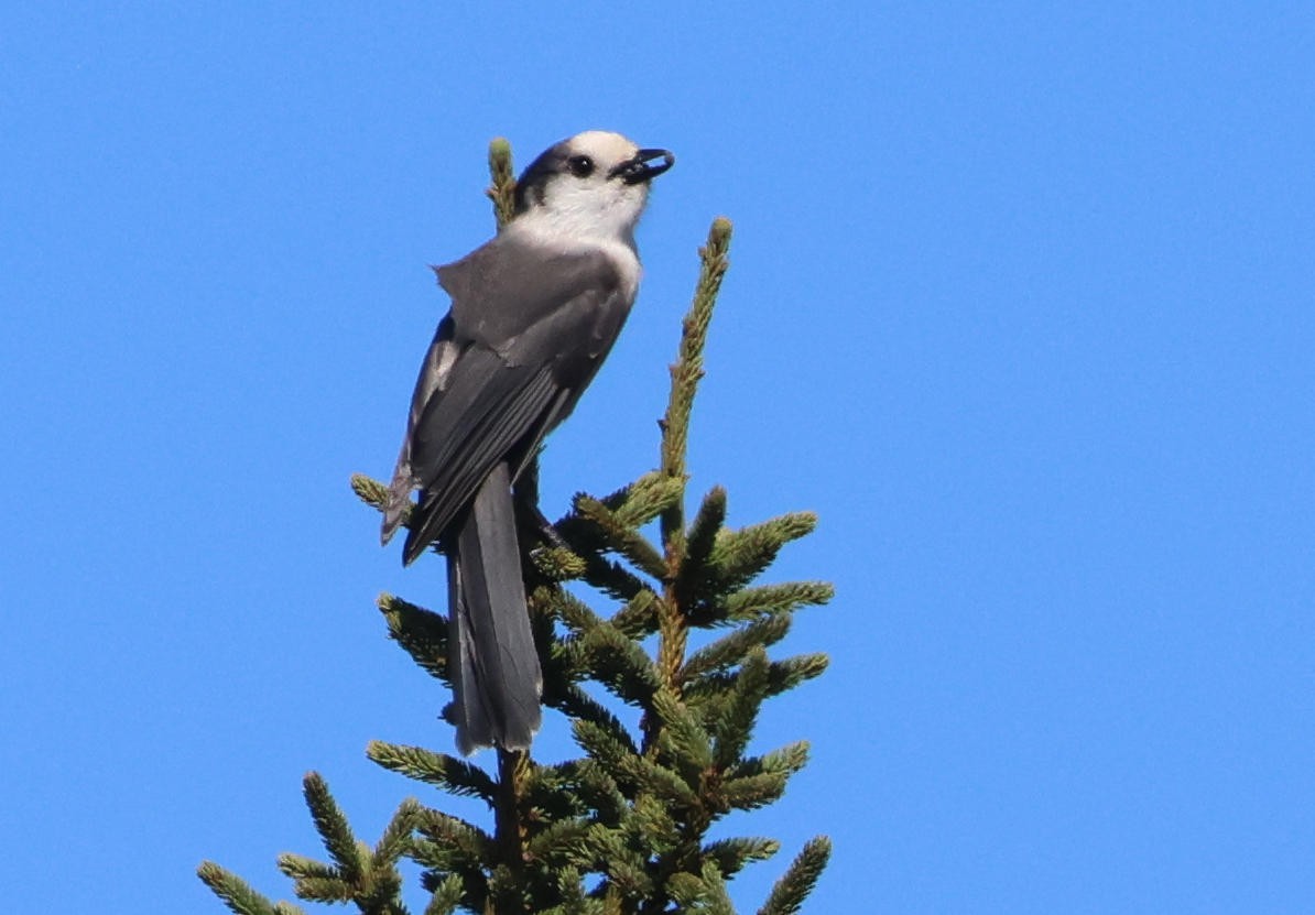 Canada Jay - ML624308882