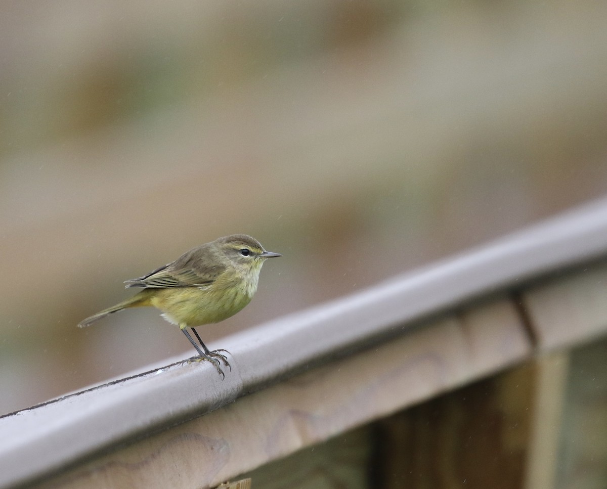 Пісняр-лісовик рудоголовий - ML624309034