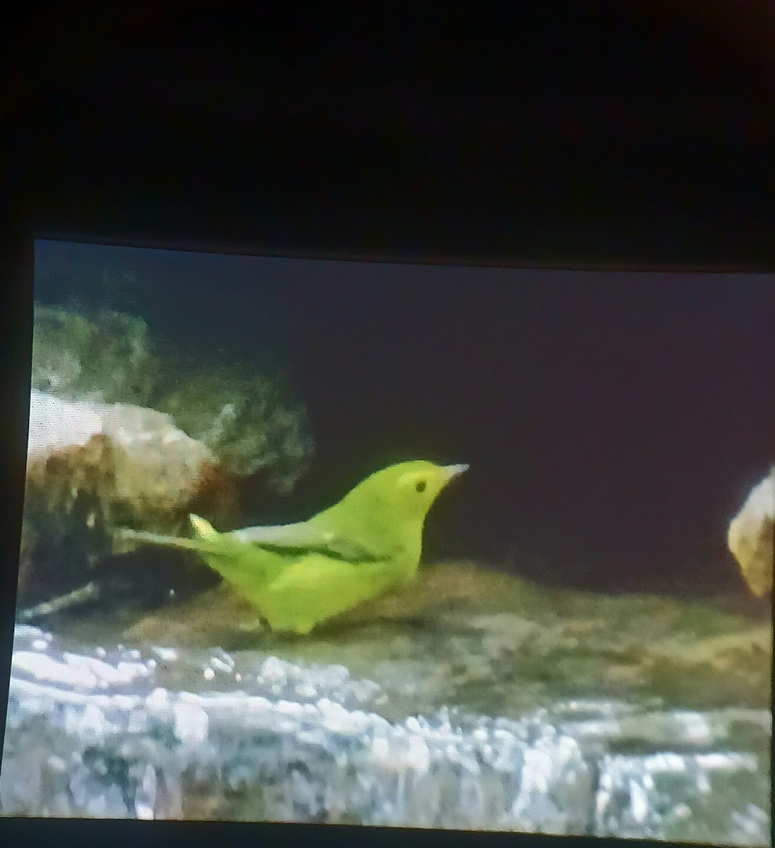 Wilson's Warbler - ML624309148