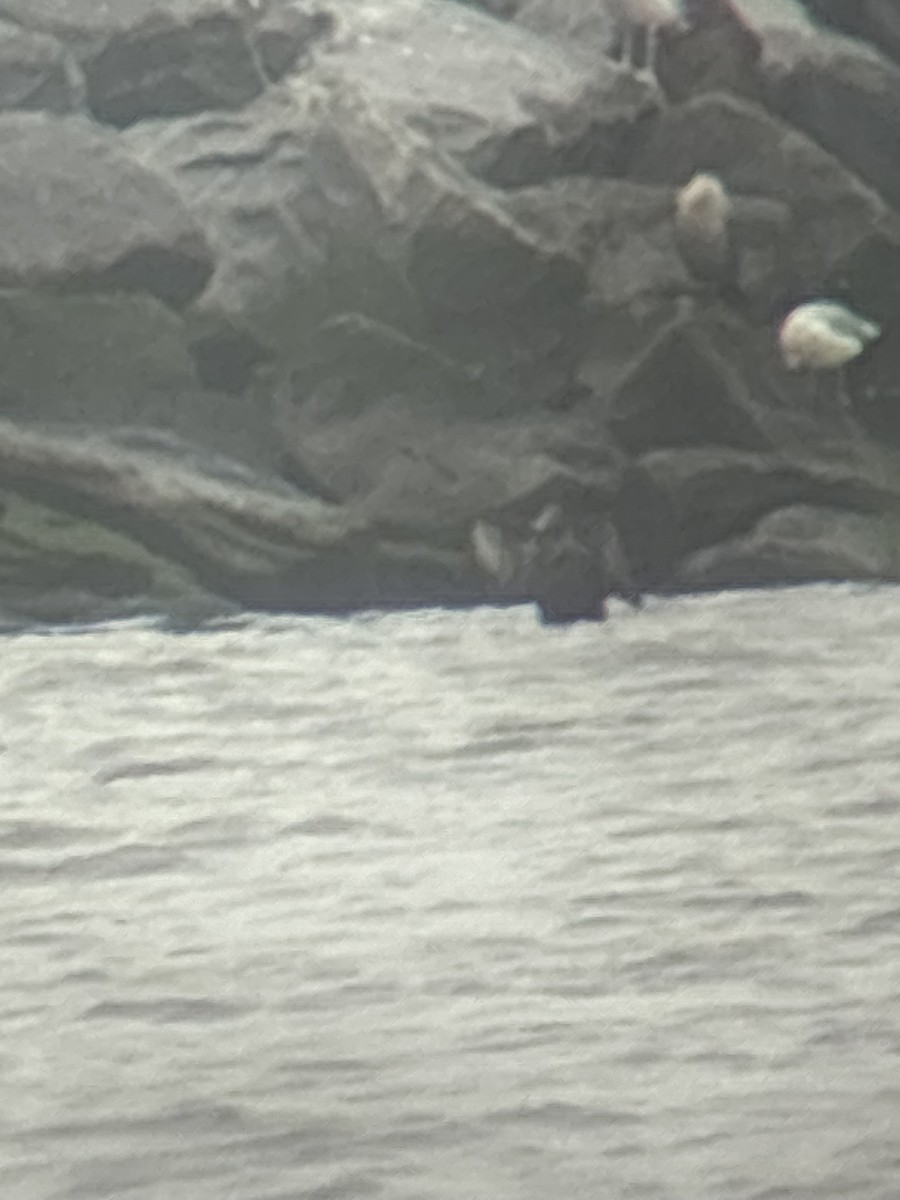 Common Eider - ML624309300