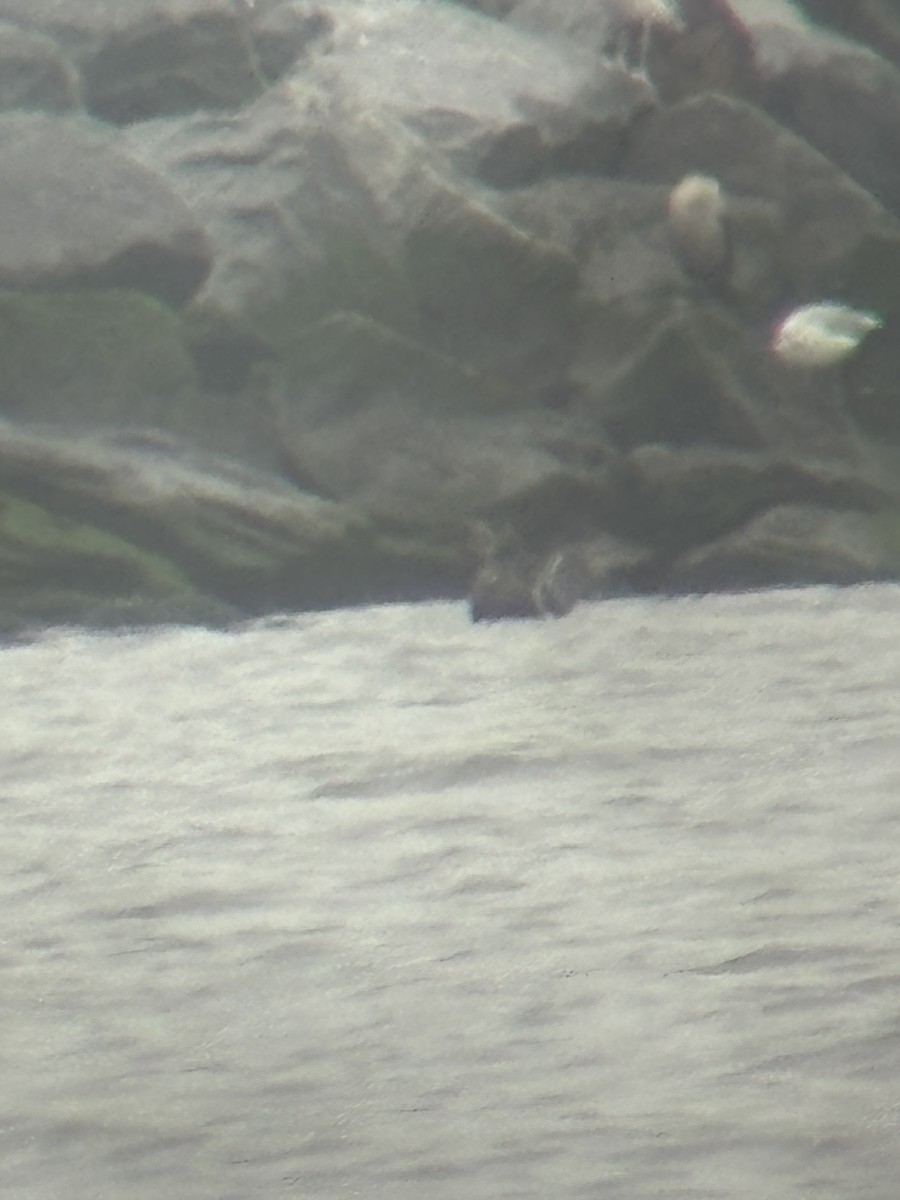 Common Eider - ML624309302
