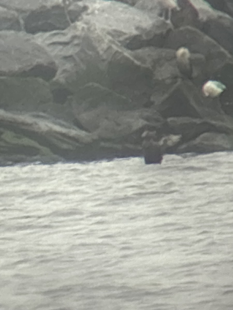 Common Eider - ML624309303