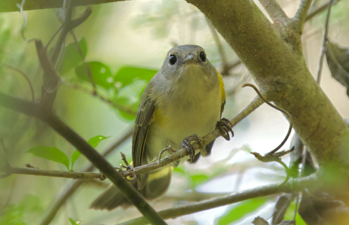 American Redstart - ML624309380