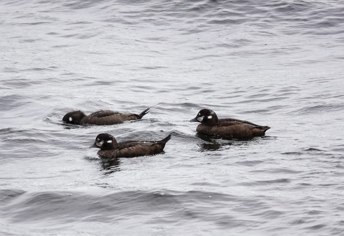 Harlequin Duck - ML624309400