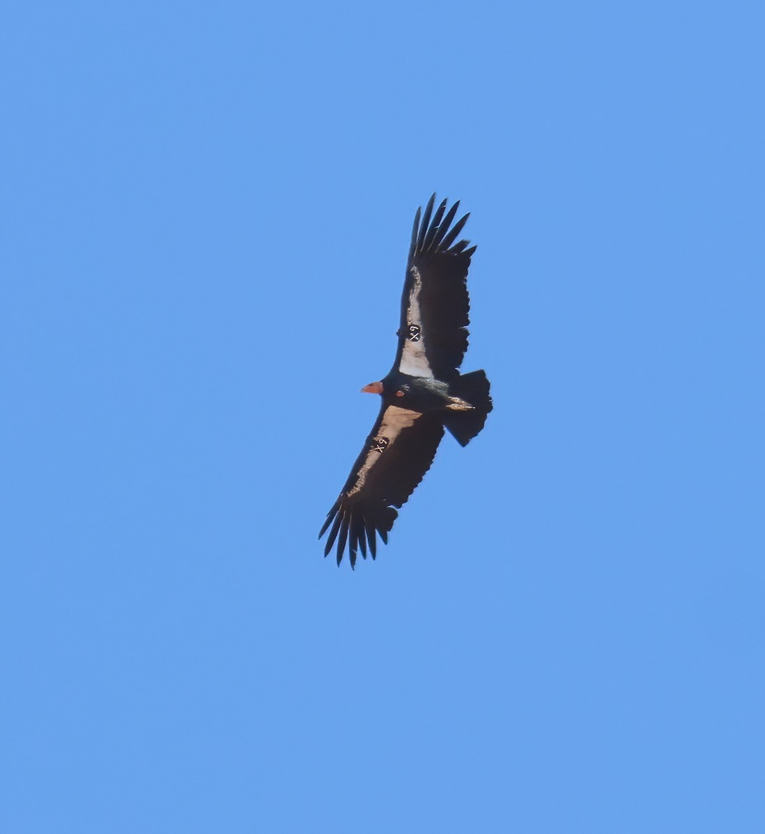 California Condor - ML624309905