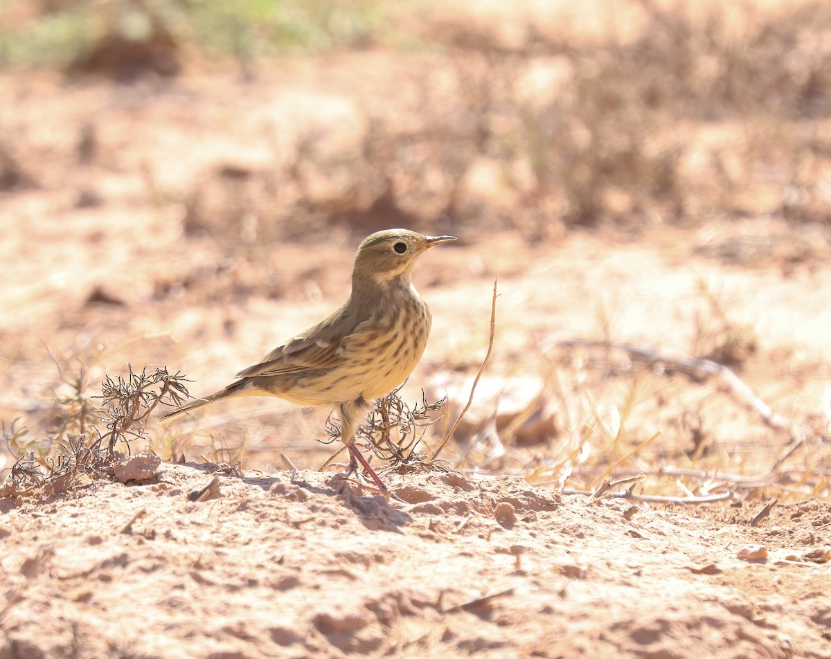 American Pipit - ML624309917