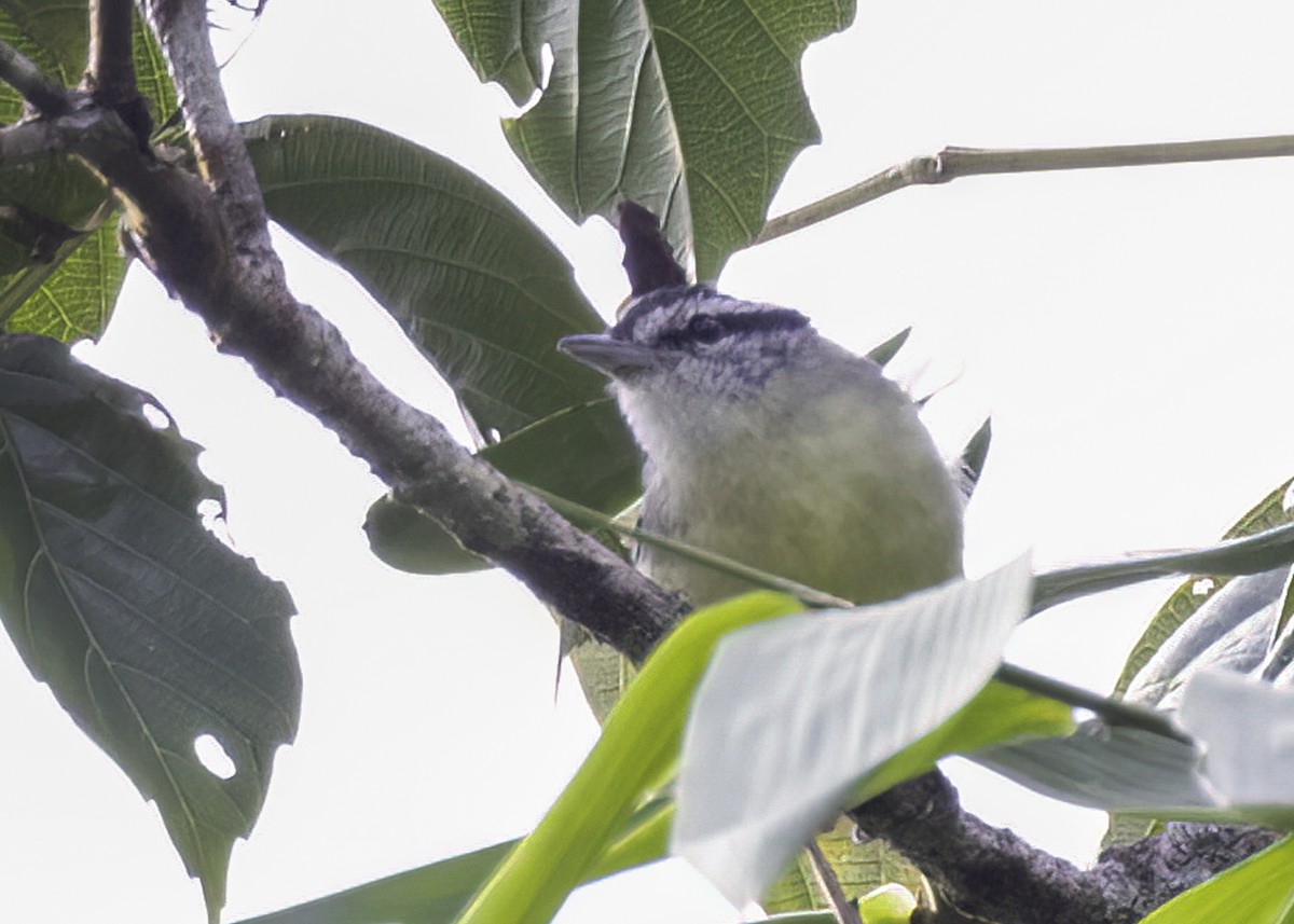 Rusty-winged Antwren - ML624309920