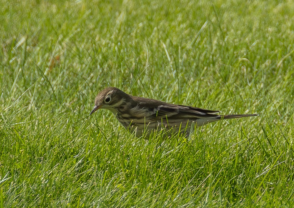 American Pipit - ML624310169