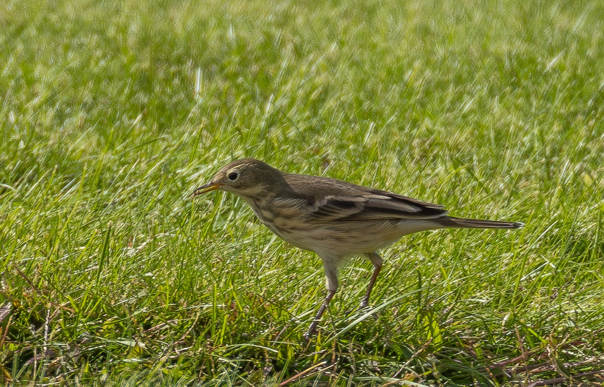 American Pipit - ML624310170