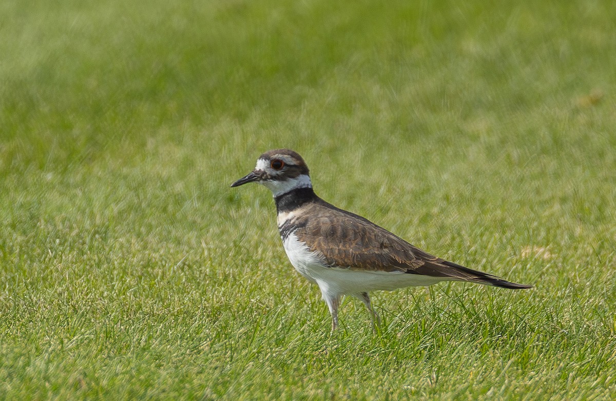 Killdeer - ML624310178
