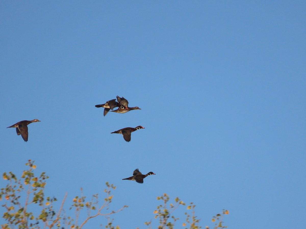 Wood Duck - ML624310181