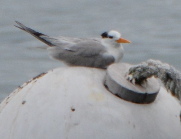 Lesser Crested Tern - ML624310218