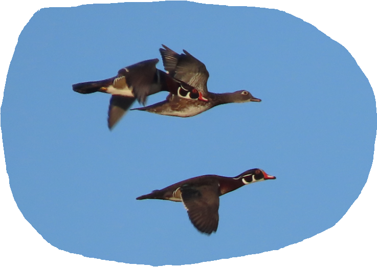 Wood Duck - ML624310233