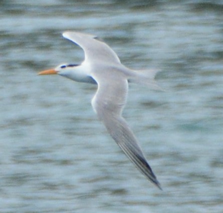 Lesser Crested Tern - ML624310330