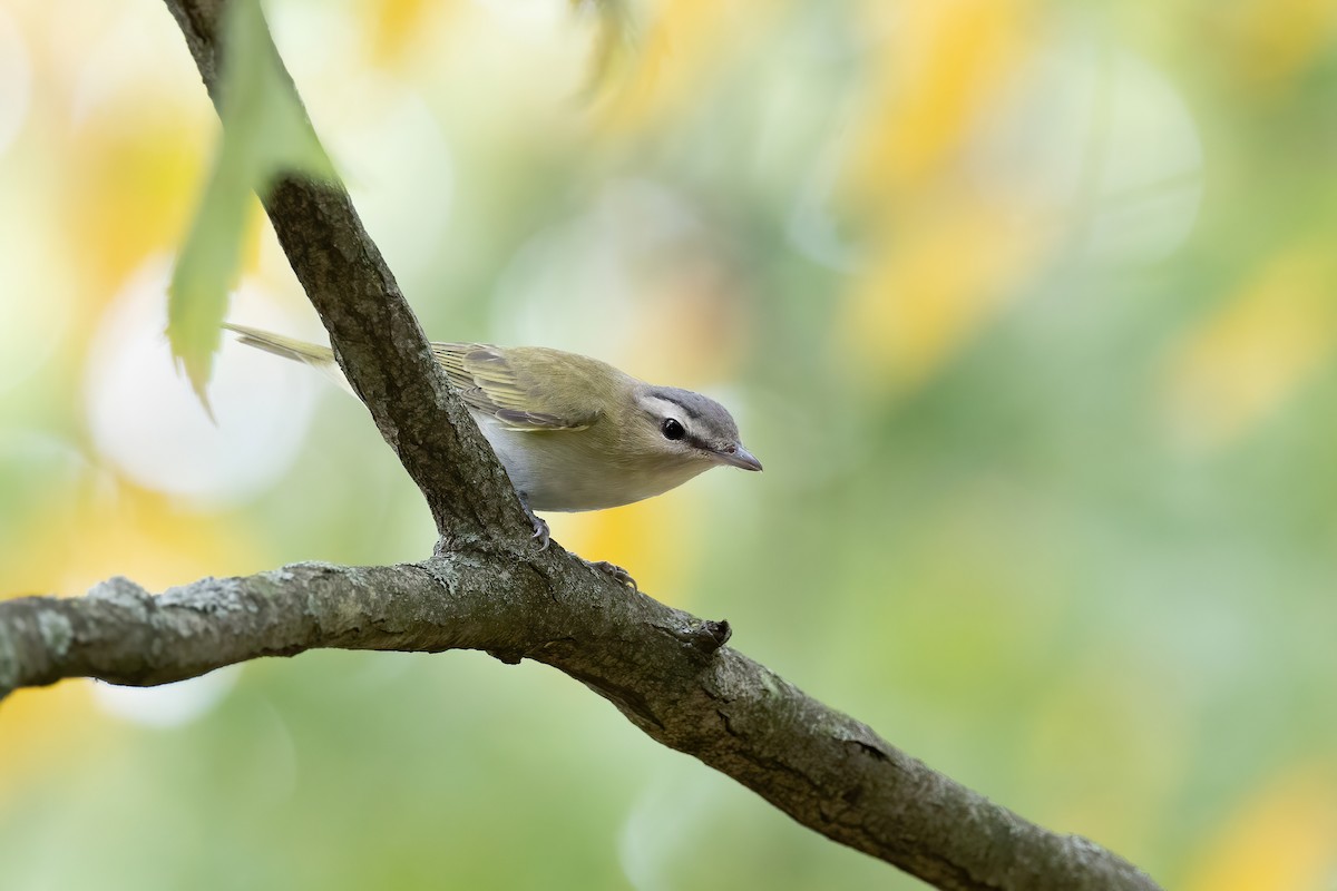 Red-eyed Vireo - ML624310418