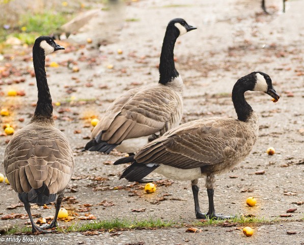Canada Goose - ML624310687