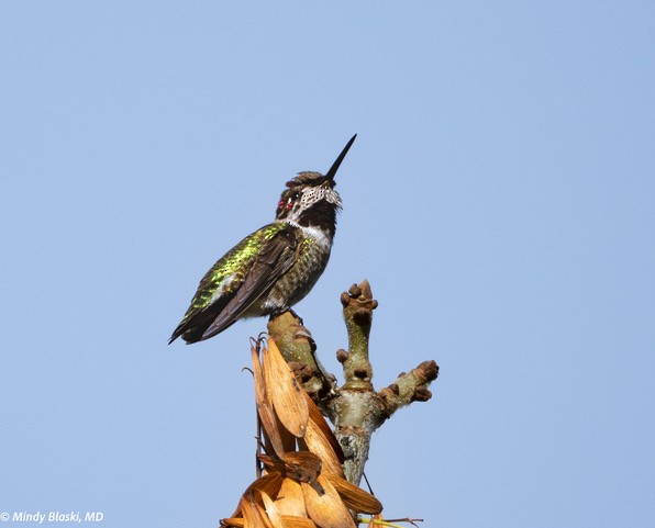 Anna's Hummingbird - ML624310717