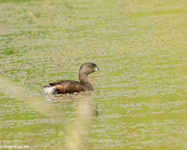 Pied-billed Grebe - ML624310807