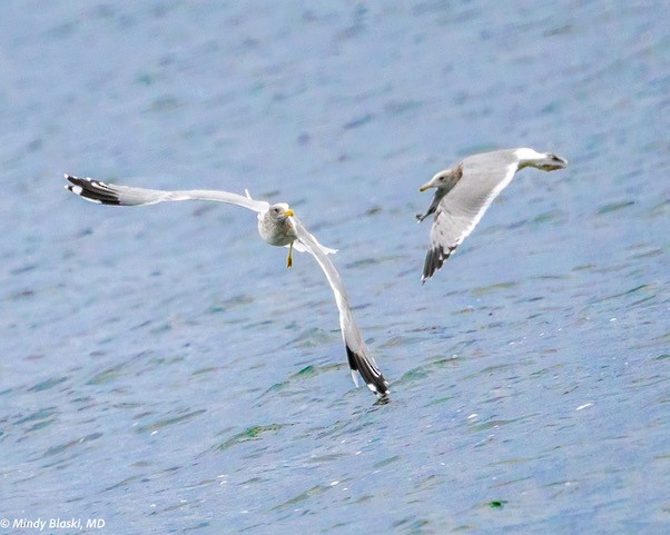 California Gull - ML624310832