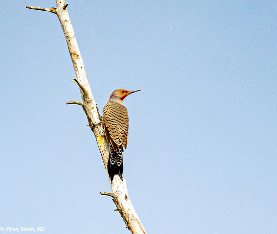 Northern Flicker - ML624310861