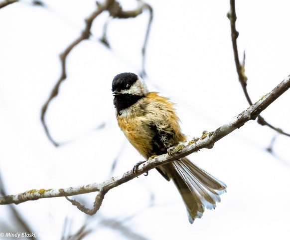 Black-capped Chickadee - ML624310887