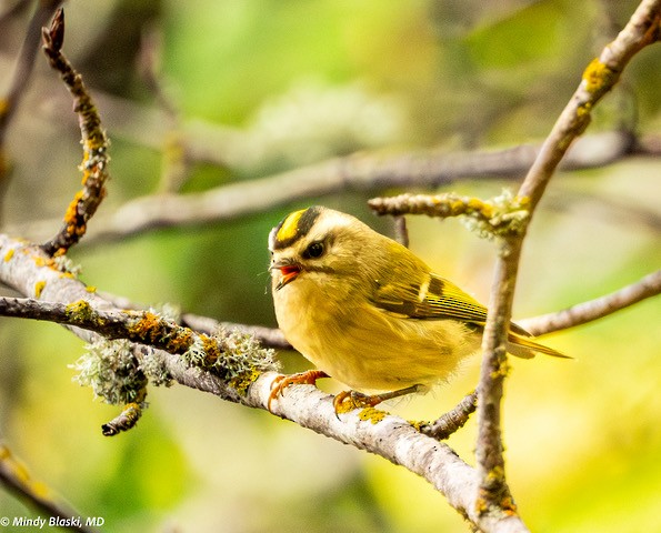 Golden-crowned Kinglet - ML624310899
