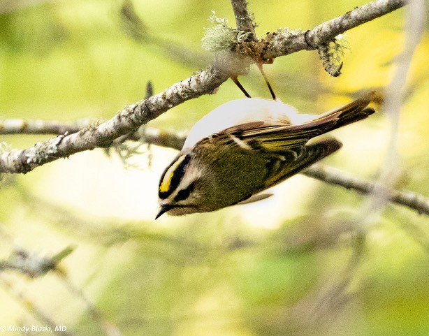 Golden-crowned Kinglet - ML624310930