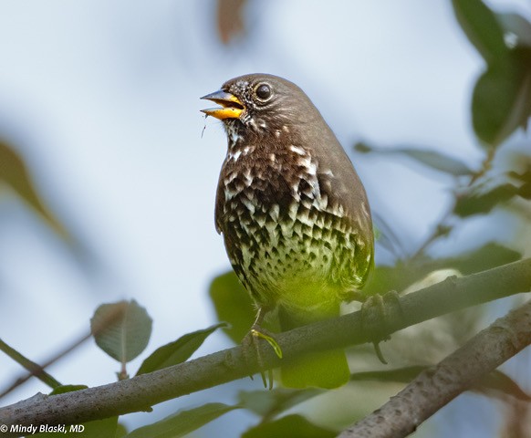 Fox Sparrow - ML624310951