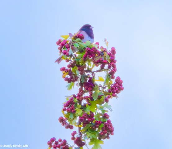 Dark-eyed Junco - ML624310984