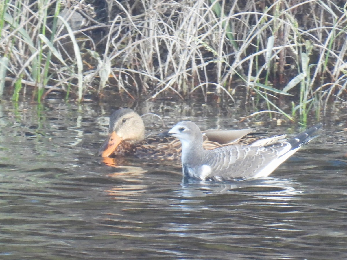 Mallard/Mexican Duck - ML624310989