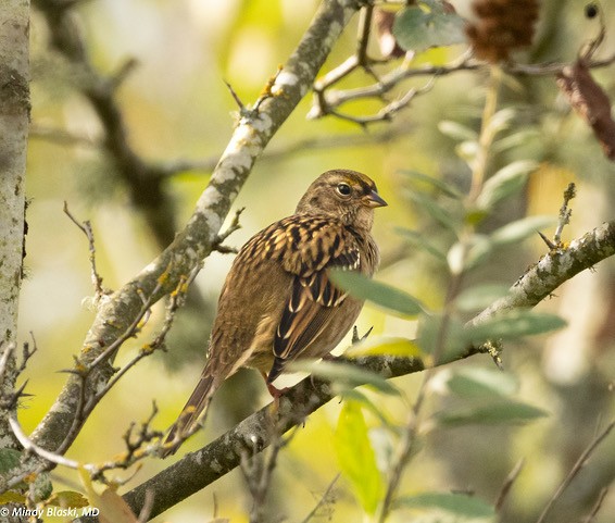 Golden-crowned Sparrow - ML624310999