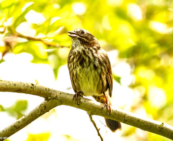 Song Sparrow - ML624311029