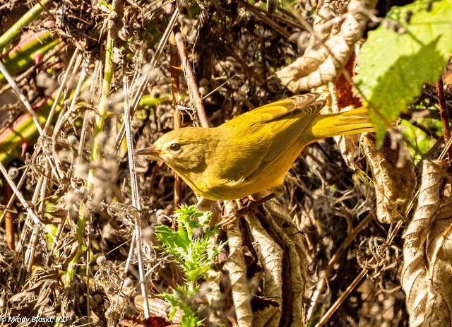 Orange-crowned Warbler - ML624311048