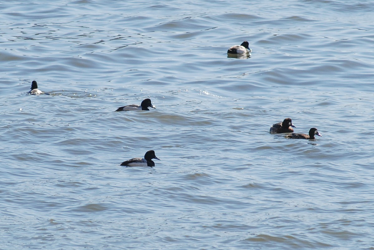 Тэнгисийн шумбуур - ML624311068