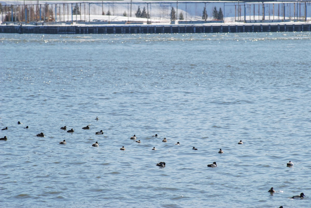 Тэнгисийн шумбуур - ML624311069