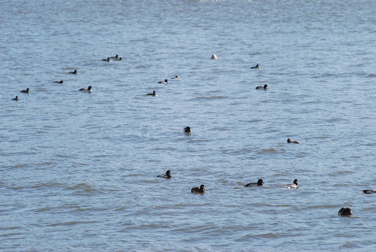 Тэнгисийн шумбуур - ML624311071