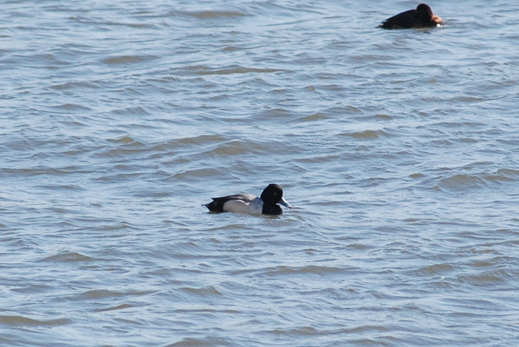 Lesser Scaup - ML624311077