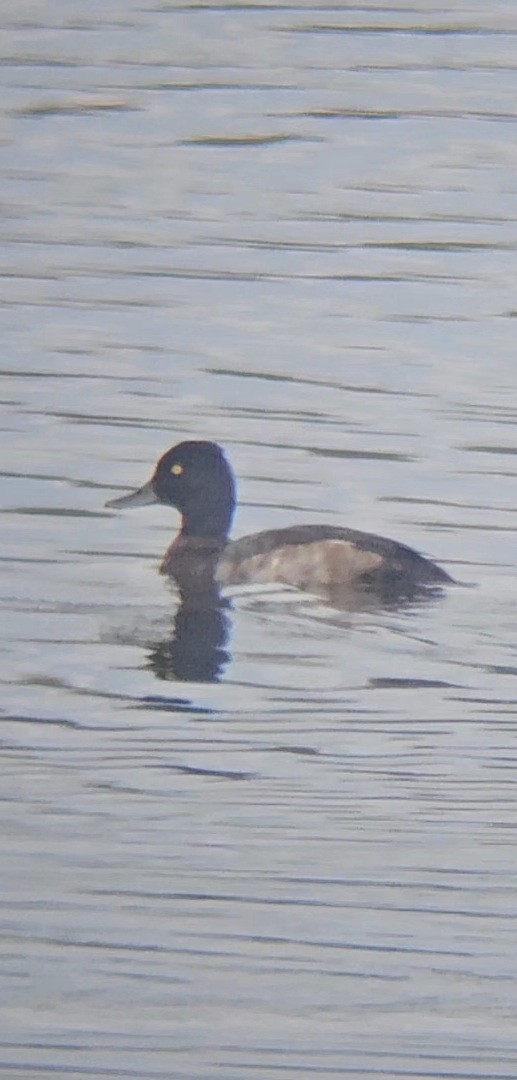 Lesser Scaup - ML624311159