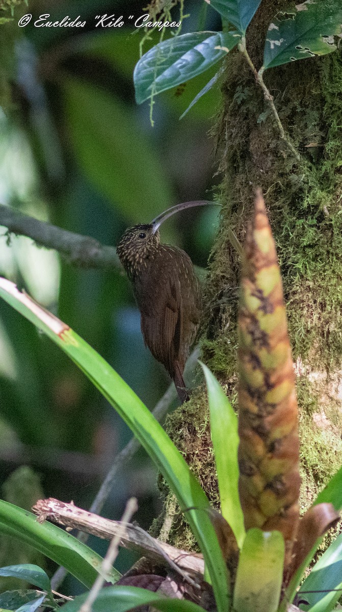 Brown-billed Scythebill - ML624311257