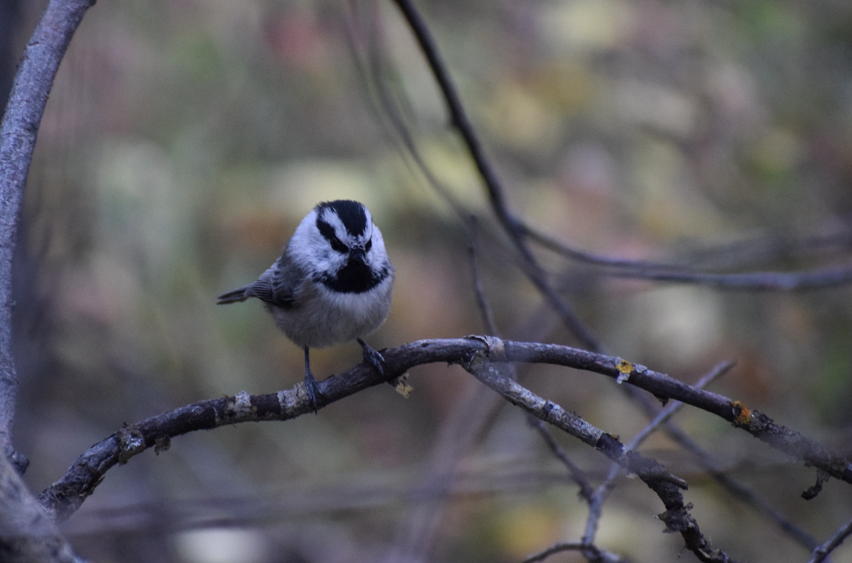 Mountain Chickadee (Rocky Mts.) - ML624311325
