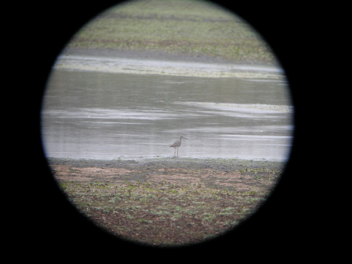 Greater Yellowlegs - ML624311361