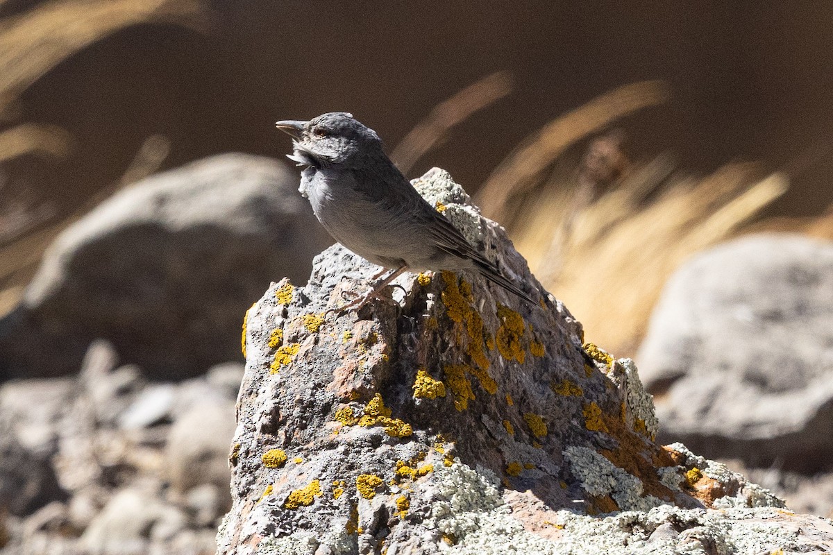 Boulder Finch - ML624311365