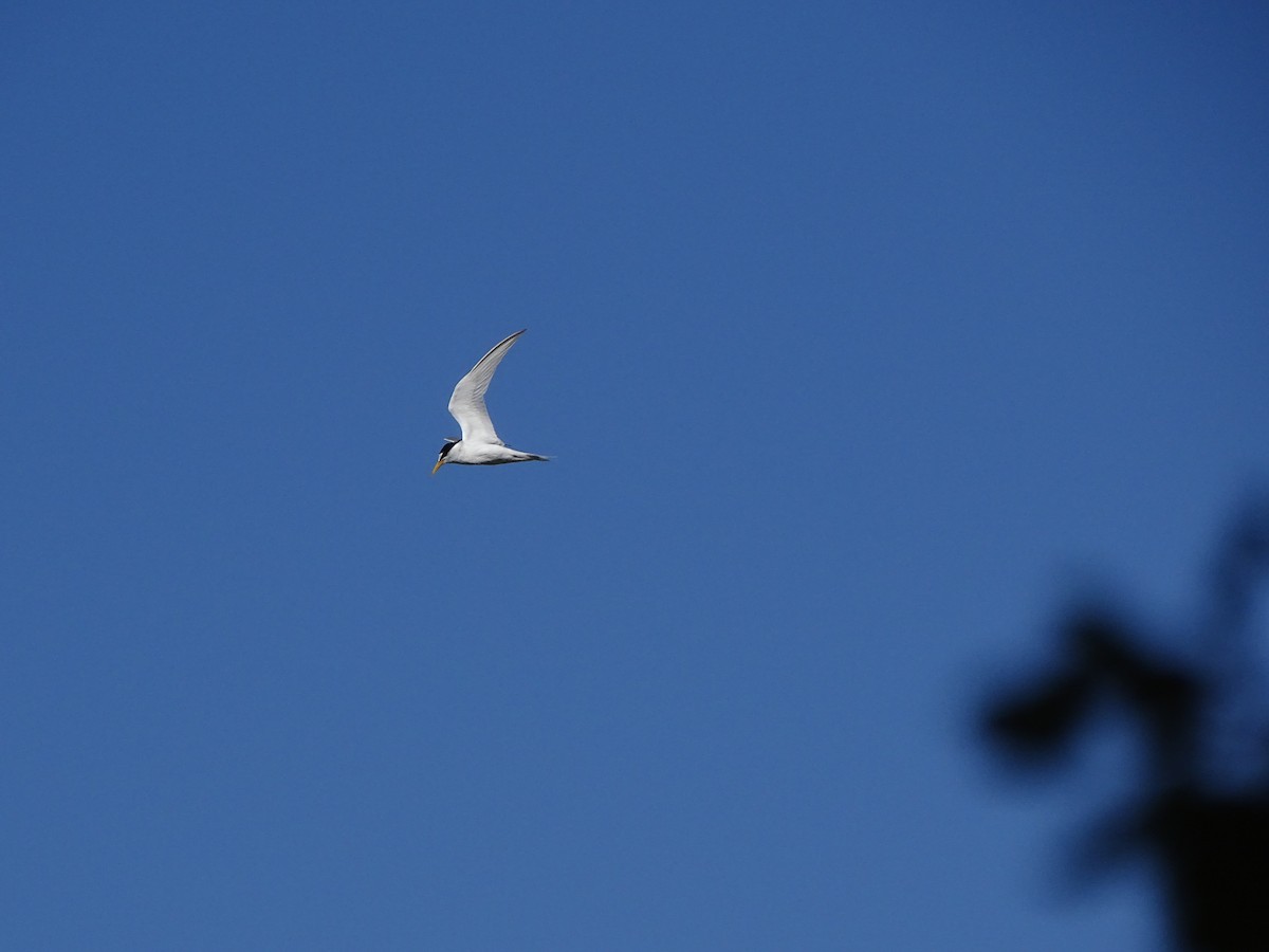 Little Tern - ML62431141