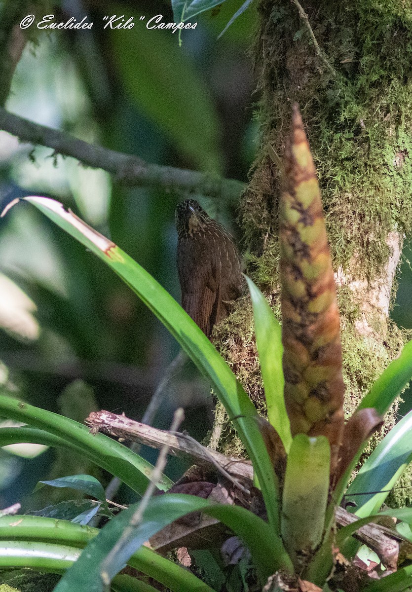 Brown-billed Scythebill - ML624311468