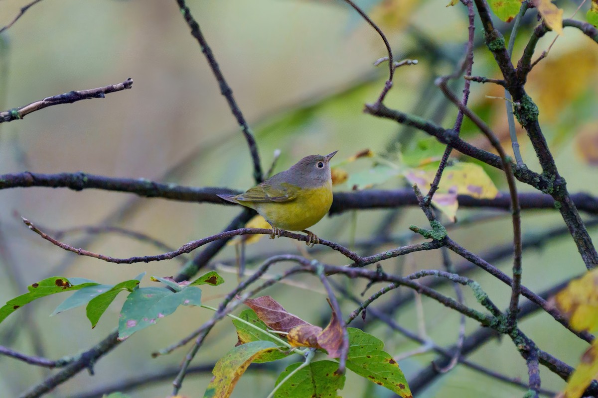 Nashville Warbler - ML624311701