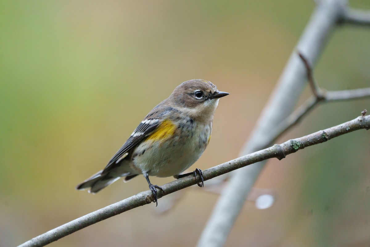 Yellow-rumped Warbler - ML624311789