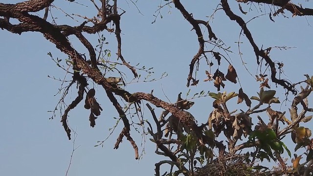 Rufous-fronted Thornbird - ML624311816